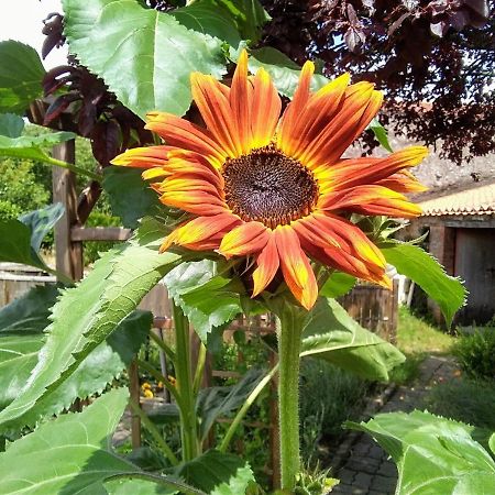 Les Tournesols Bed & Breakfast La Bernardiere ภายนอก รูปภาพ