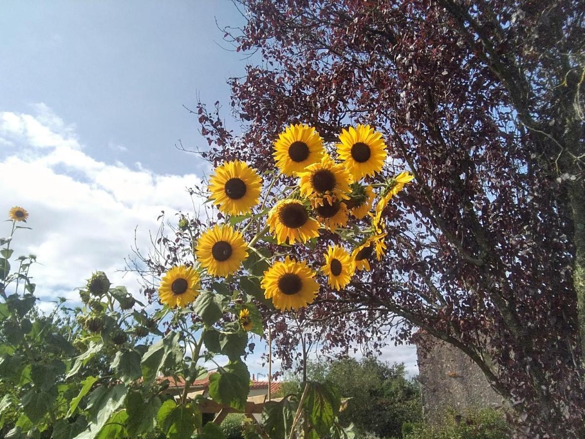 Les Tournesols Bed & Breakfast La Bernardiere ภายนอก รูปภาพ