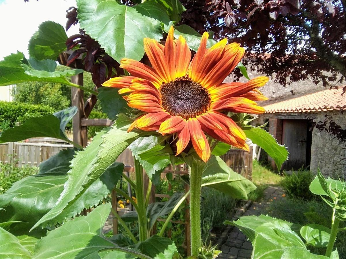 Les Tournesols Bed & Breakfast La Bernardiere ภายนอก รูปภาพ